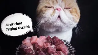 My cat eating raw meat | beef heart / duck breast / ostrich / plum pork | Dao’s ASMR