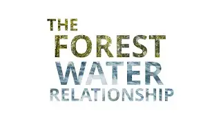 The Forest Water Relationship