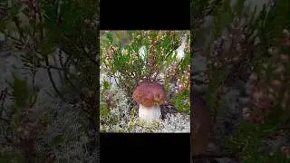 Этот ВАНДАЛ рвёт ГРИБЫ с КОРНЯМИ! Сказочная Карелия