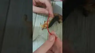 как сделать ошейник для собак