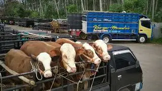 Mencari bakalan sapi super