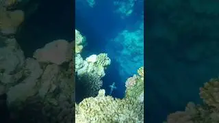 Рифы Синайского полуострова (Шарм Эль Шейх)