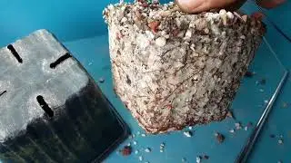 Growing Japanese Black Pine From Seed for Bonsai repotting 2 year olds spring 2022