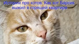 Истории про котов.  Как кот Барсик выжил в горящей квартире