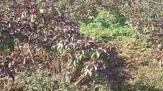 mata de pião roxo