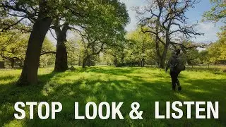 A relaxing morning of Woodland Photography in Lincolnshire