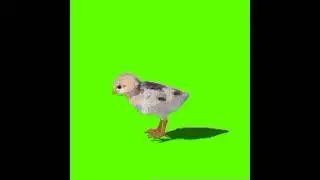 hen ka green screen video #greenscreen #greenscreen  video##