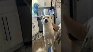 Owner talks to his Shiba Inu Marley