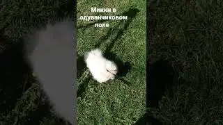 Mickey in the dandelion field #animals#шортс#тт#врек#втоп#тикток#животные#топ#рекы#top#shorts#tt#Tik