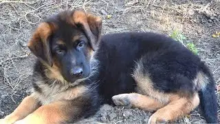 Щенок Немецкой овчарки Джей. Первый день в Одессе.