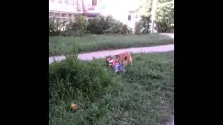Рдпл