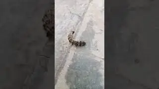 Tuta ek tara jane ki ho jaldi | bb ki vines |