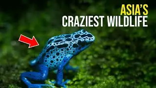 10 Best Places for Wildlife in Asia | 4K Travel