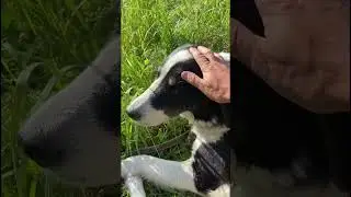 Не травите своих детей! #деревня #nature #village #shortvideo #shorts #short