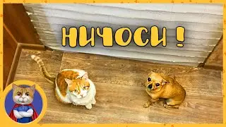 КОТЫ И СОБАКИ ПРОТИВ СТЕНЫ из БУМАГИ ЧЕЛЛЕНДЖ ! Кто победит получит приз