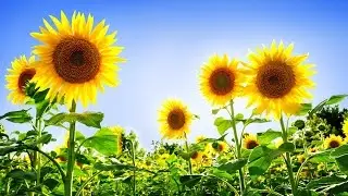 ПОДСОЛНУХИ. ХОЛОДНЫЙ ФАРФОР 🌻
