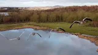 A Wildlife Closeup,  Flying with Geese