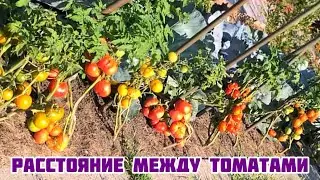 Какое должно быть расстояние между томатами при высадке?