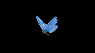 Flying Butterfly - Blue Adonis - Loop - Alpha channel