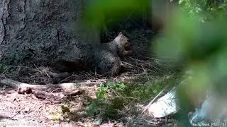 Squirrel - 2024-08-18