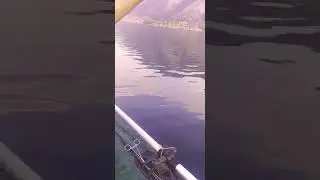 Бешеный клёв окуня как из пулемета)))