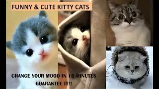 Funny & Cute Kitty Cats #1 | Have fun & Get your HAPPY MOOD!