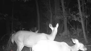 My Deer Pic