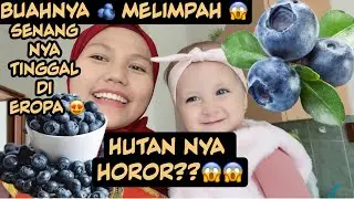 PANEN BUAH BLUEBERRY 🫐 LIAR DI HUTAN EROPA 😁|| MUSIM PANEN TELAH TIBA 🥰 PANEN BUAH SEPUAS”NYA