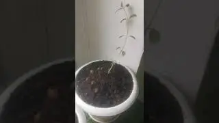 Это что за покемон? #2