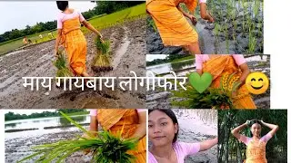 दैज्लां नि एसे माय गायबाय लोगोफोर💚 🥰🌾🌾🌾Subscribe klamdw 👍