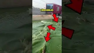 CE CANARD AFFRONTE DES CROCODILES… PUIS FAIT QUELQUE CHOSE D’INCROYABLE 😱🦆🐊