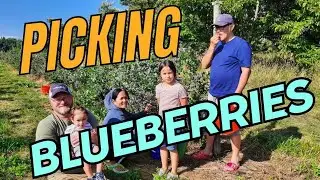 First Family Summer Picking Blueberries 🫐 |First Time ni Lolo at Lola sa Amerika