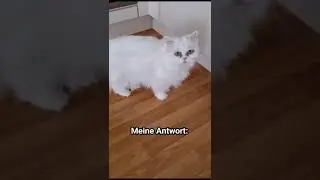 Lustige Katze erzählt..😂