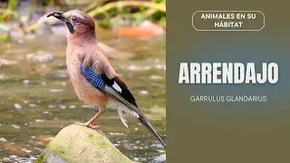 ARRENDAJO Comiendo y Saltando en el Río