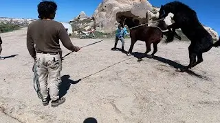 The Free-Spirited Black Stallion: The Wild Life of Wild Horses in Cappadocia | Horse Freedom & Be...