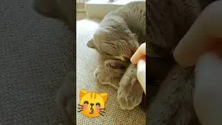 Мой котик милашка🥺🥺🥺♥️