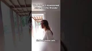 We found 5 kittens in the woods!