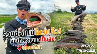 หมายนี้ปลาช่อนเยอะจริงๆ วันเดียวกดมาเป็นสิบ
