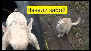 Машина для сына\Начали забой