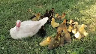 Старенькая индоутка снова молодая мать! Июльские утиные мамаши.
