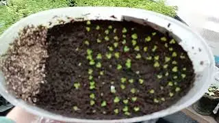 (смотреть на скорости ×1.5) Про всхожесть, погоду и работу!