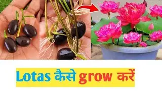 how to grow lotas plant at home | घर पर lotas seed कैसे grow करें