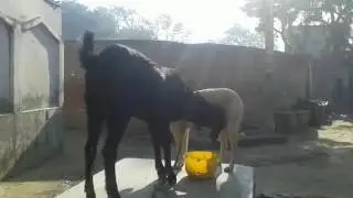 Amazing video