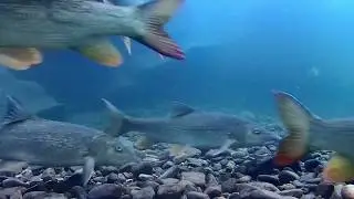 gladius mini river exploration fish encounter