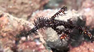 Indonesia, Ambon Maluku Islands. HD Mantis Shrimp, Ghost pipefish, Mandarin Fish