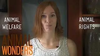 Animal Welfare vs. Animal Rights