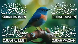 Beautiful Surah Yaseen (Yasin) | Surah Rahman | Surah Waqiah | Surah Mulk