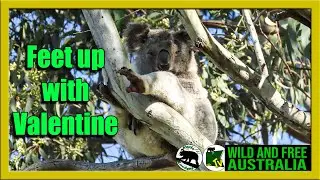 Feet up for some koalaty time    |     Australia all over koalas with Valentine