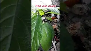 ficus yang kurang disukai pembonsai||uyah-uyahan