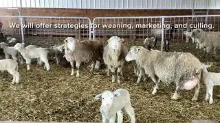 Small Ruminant Webinar #3 Preview